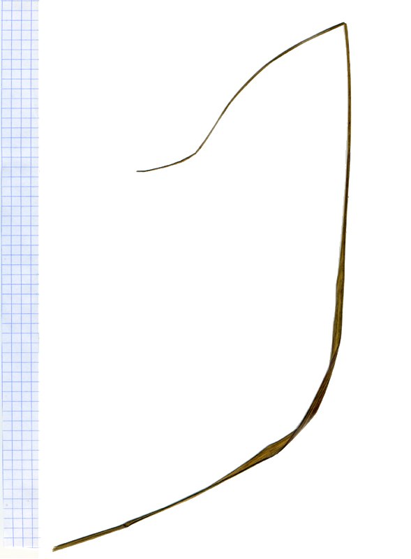 Image of Achnatherum sibiricum specimen.
