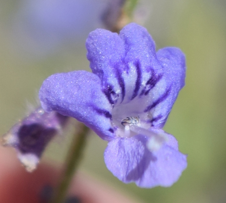 Image of Perovskia virgata specimen.