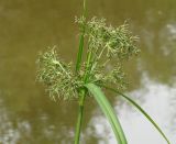 Scirpus radicans