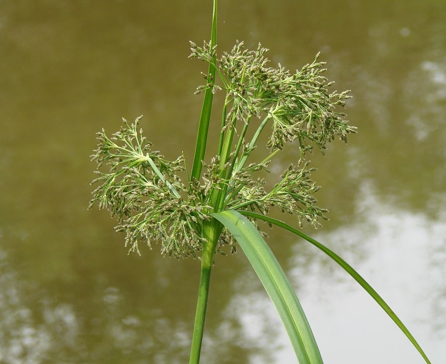 Image of Scirpus radicans specimen.