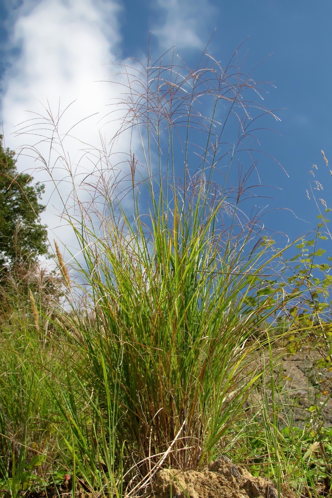 Изображение особи Miscanthus sinensis.