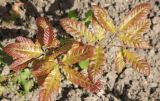 Quercus castaneifolia