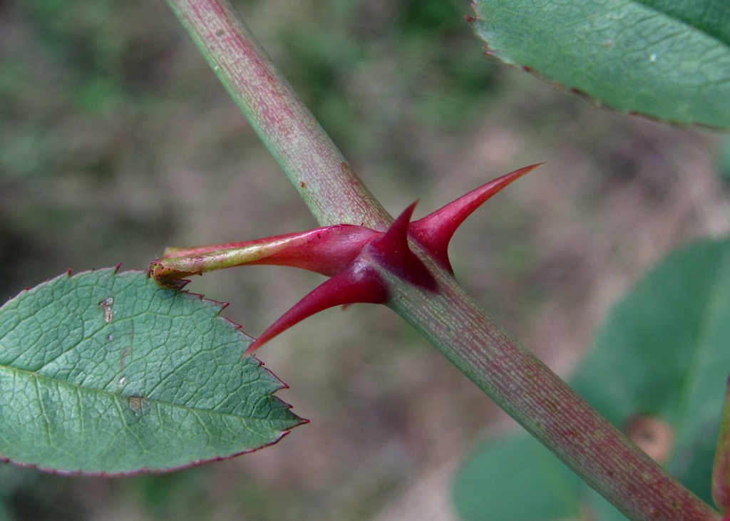 Изображение особи Rosa canina.