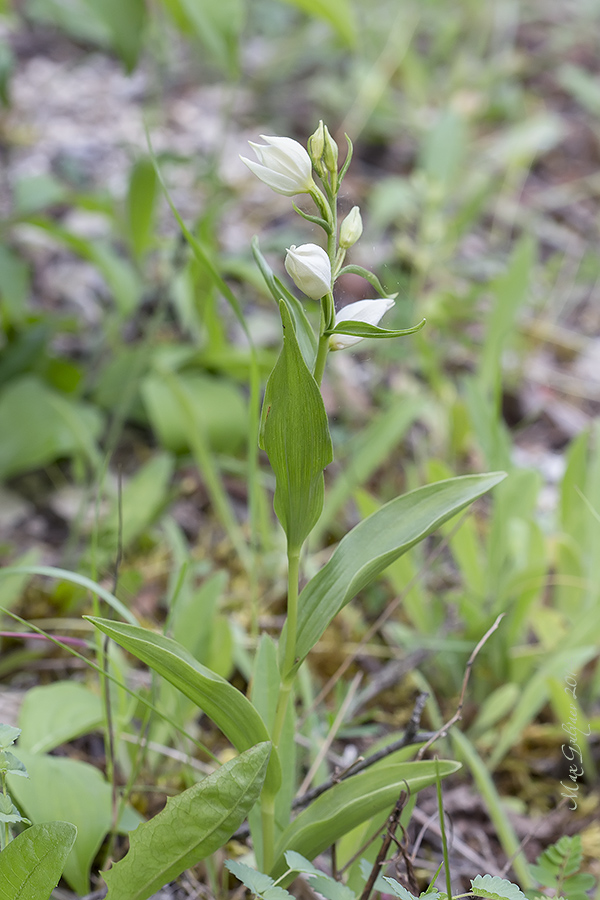 Image of Cephalanthera damasonium specimen.