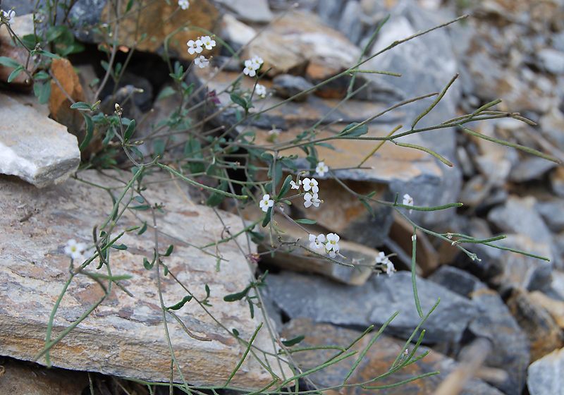 Image of Braya humilis specimen.