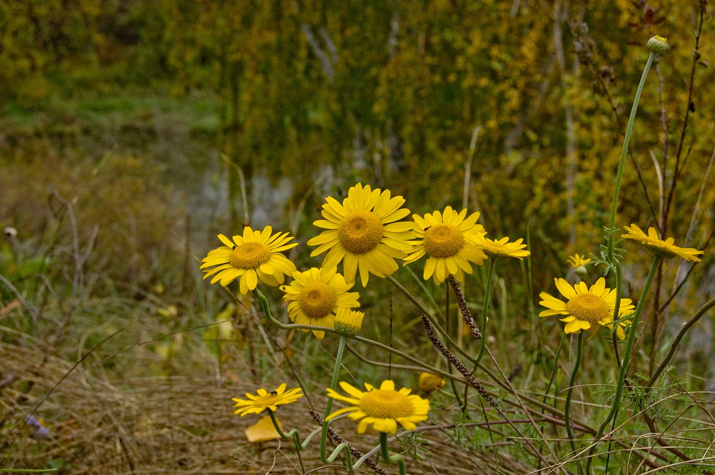 Image of Anthemis tinctoria specimen.