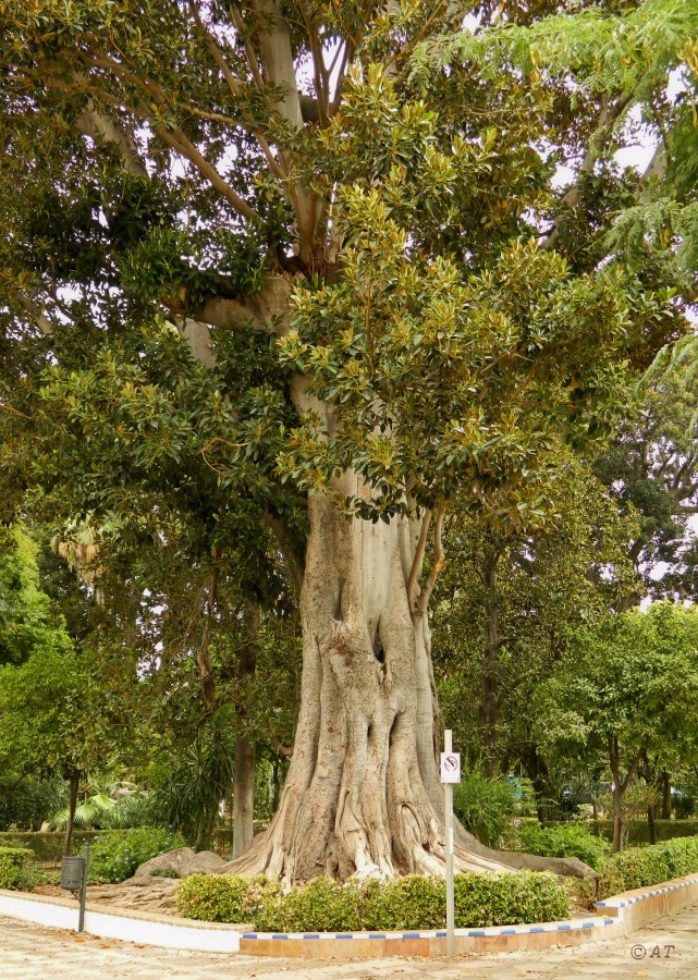 Image of Ficus macrophylla specimen.