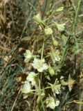 Image of taxon representative. Author is Тулкин Тиллаев
