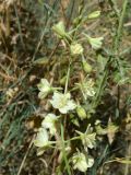 Delphinium semibarbatum