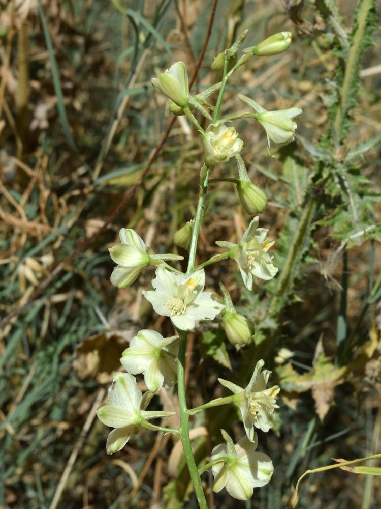 Image of Delphinium semibarbatum specimen.