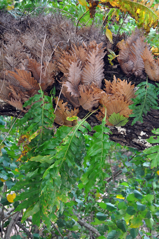 Изображение особи Drynaria quercifolia.