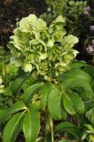 Helleborus argutifolius. Верхушка цветущего растения с завязавшимися плодами. США, Калифорния, Сан-Франциско, ботанический сад. 14.02.2014.