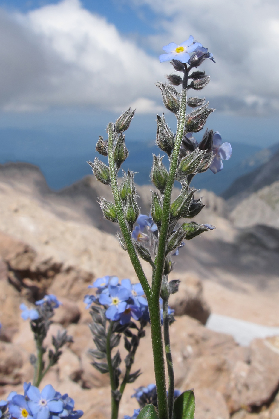 Image of Myosotis alpestris specimen.