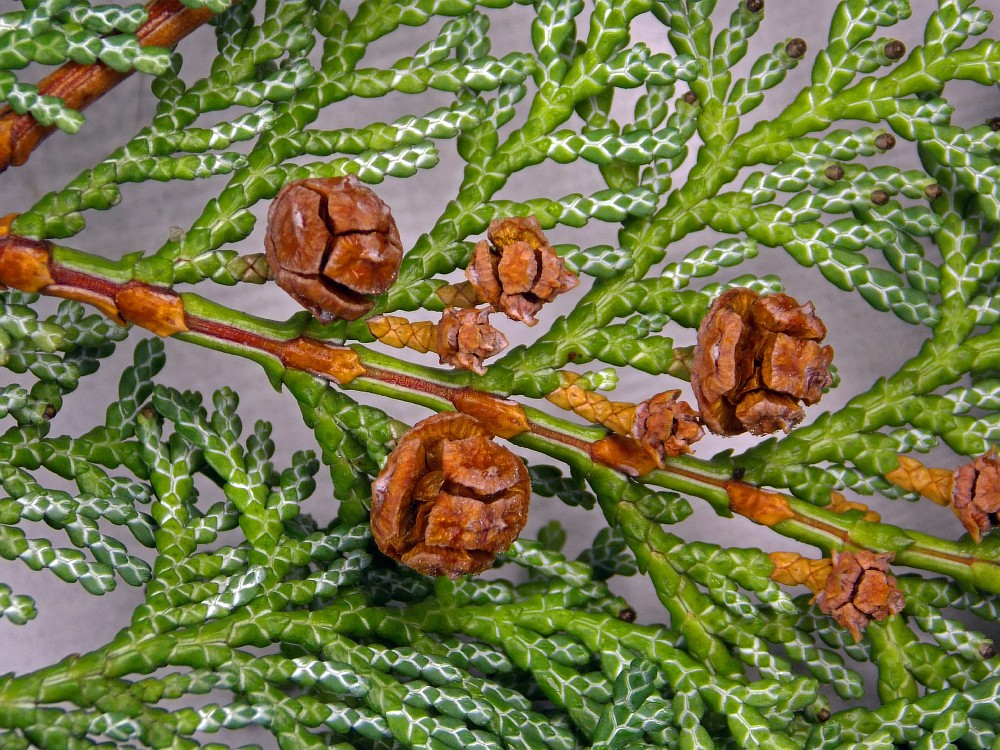 Image of Chamaecyparis obtusa specimen.