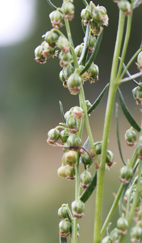 Image of Artemisia dracunculus specimen.