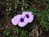 Ipomoea cairica