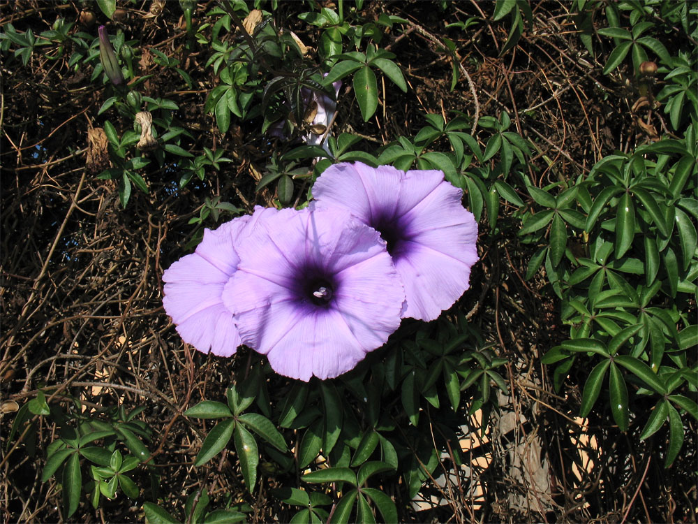 Image of Ipomoea cairica specimen.