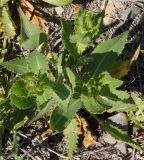 Cirsium alatum