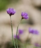 Allium schoenoprasum. Верхушки побегов с соцветиями и фуражирующими(?) муравьями. Пермский край, Чусовской р-н, долина реки Чусовая, камень Красный. 17.07.2014.