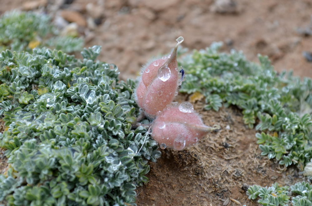 Image of Oxytropis ampullata specimen.