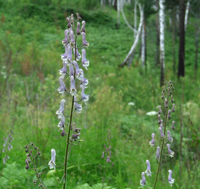 Image of Aconitum septentrionale specimen.