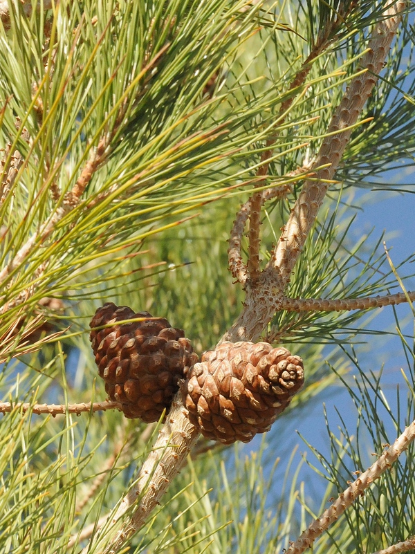 Изображение особи Pinus eldarica.