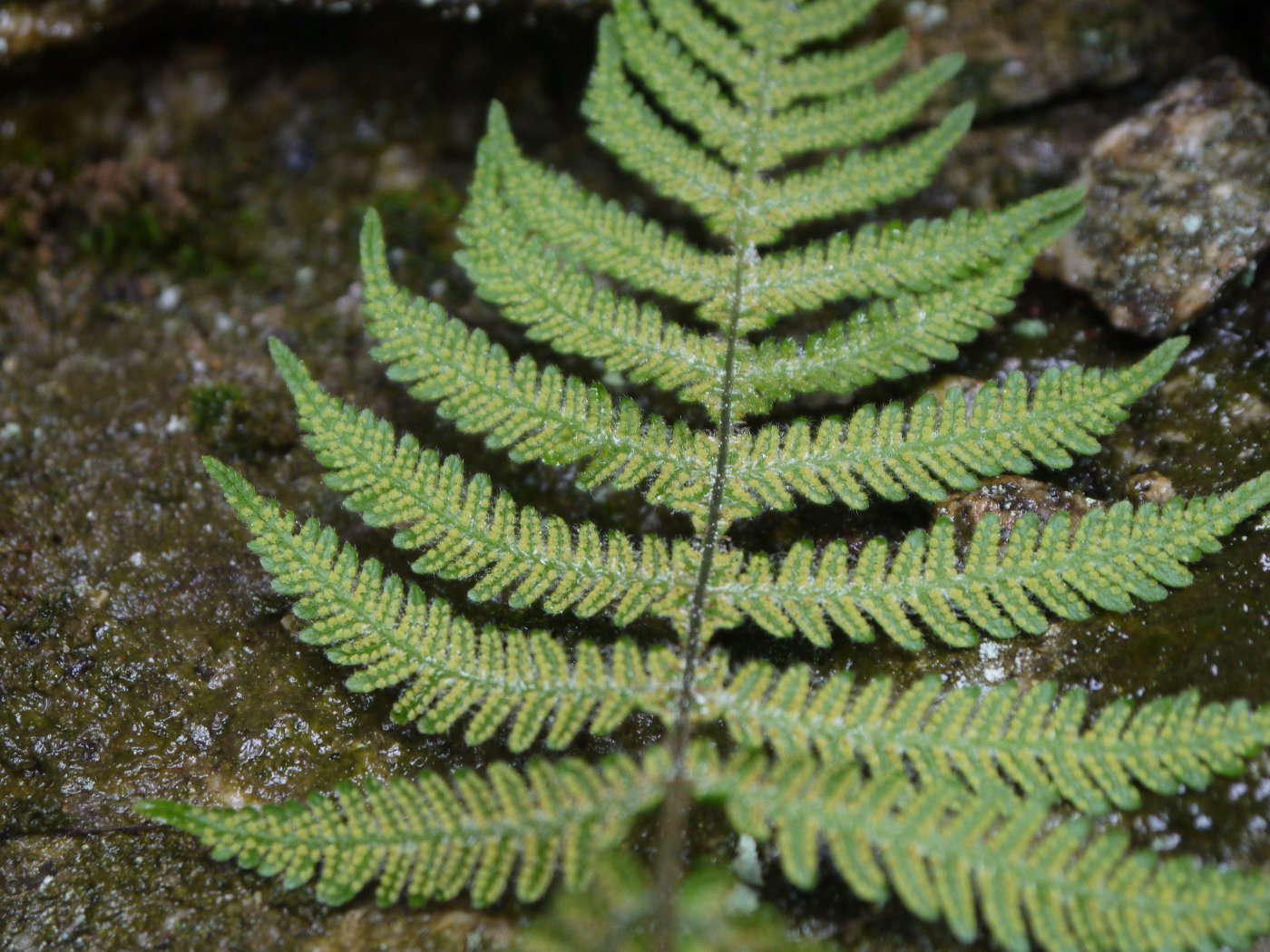 Image of Phegopteris connectilis specimen.