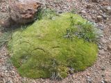 Thylacospermum caespitosum