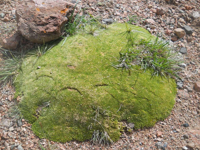 Изображение особи Thylacospermum caespitosum.