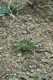 Astragalus pachyrrhizus