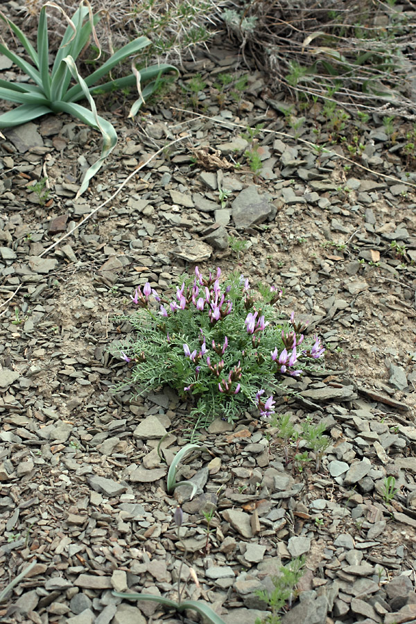 Image of Astragalus pachyrrhizus specimen.