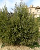genus Juniperus. Плодоносящее растение. Испания, Кастилия-Ла-Манча, г. Cuenca, озеленение. Январь 2016 г.