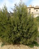 род Juniperus. Плодоносящее растение. Испания, Кастилия-Ла-Манча, г. Cuenca, озеленение. Январь 2016 г.