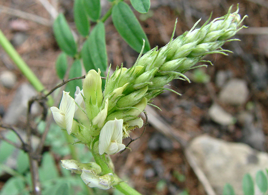 Image of Astragalus inopinatus specimen.
