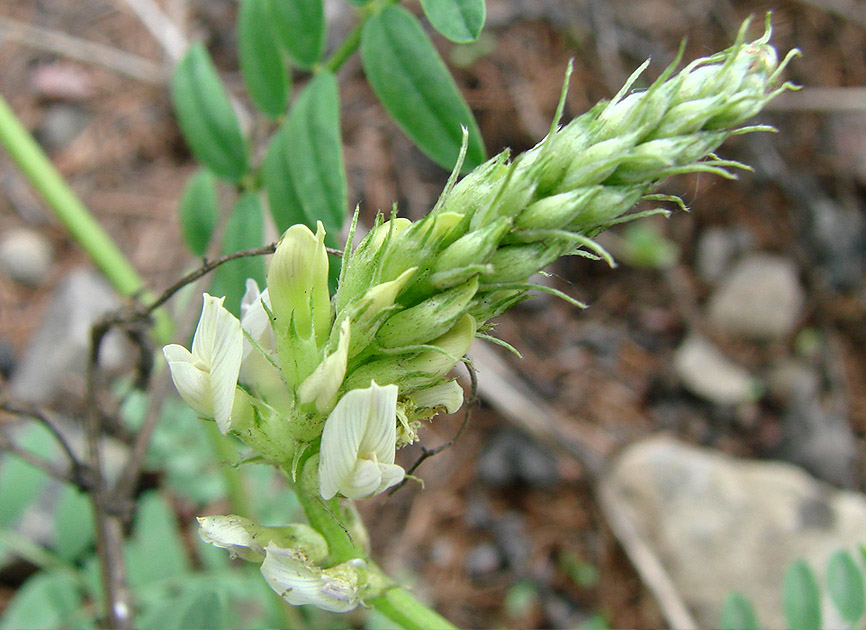 Изображение особи Astragalus inopinatus.