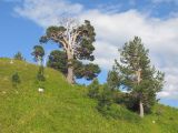 Pinus sylvestris подвид hamata. Старое (в центре), взрослые и молодые особи среди луга на горном склоне. Адыгея, Кавказский биосферный заповедник, Фишт-Оштенский массив, перевал Узуруб, выс. ≈ 1900 м н.у.м. 30.08.2015.