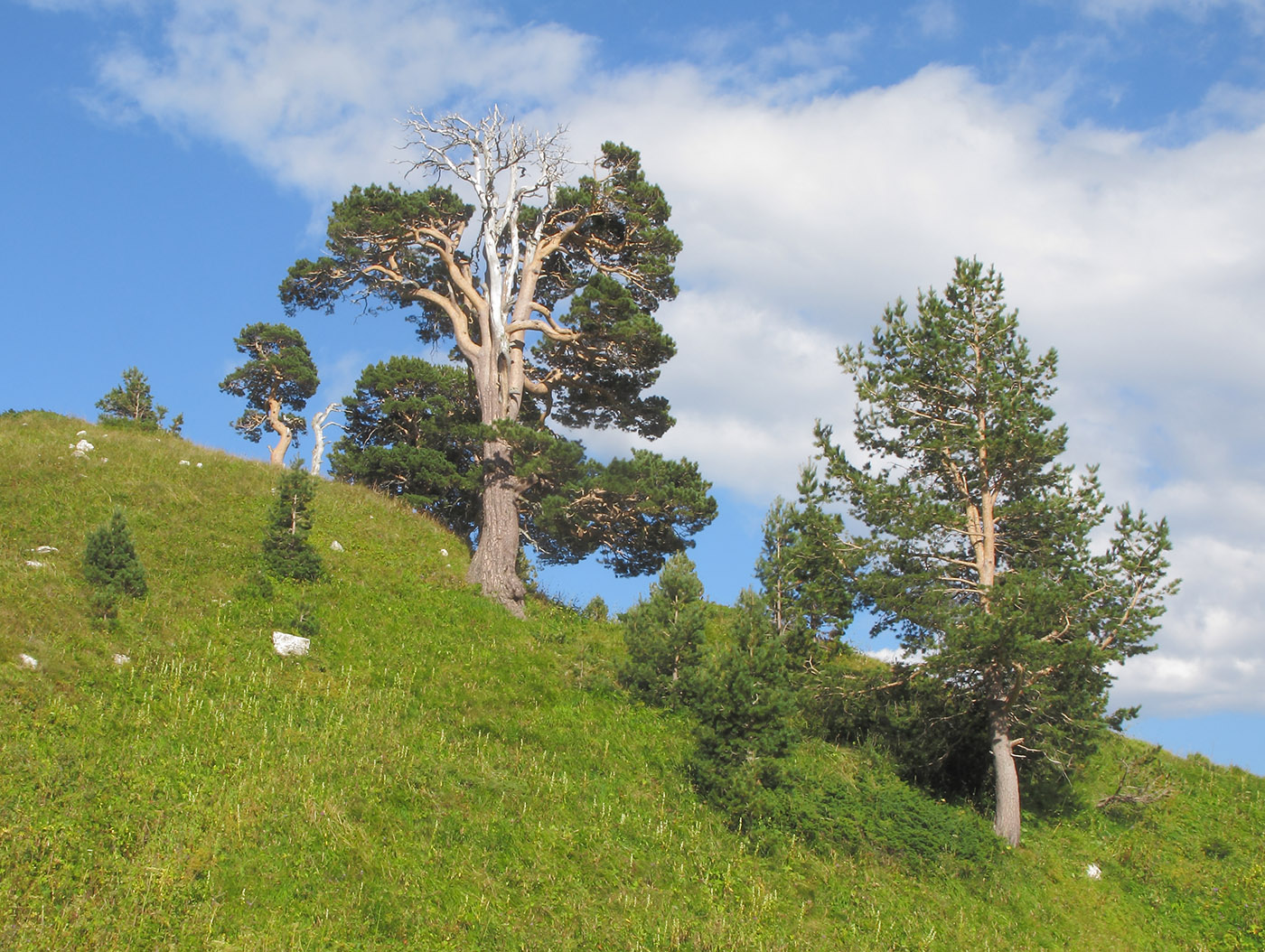 Image of Pinus sylvestris ssp. hamata specimen.