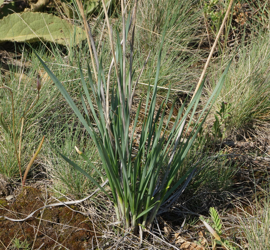 Image of Allium strictum specimen.