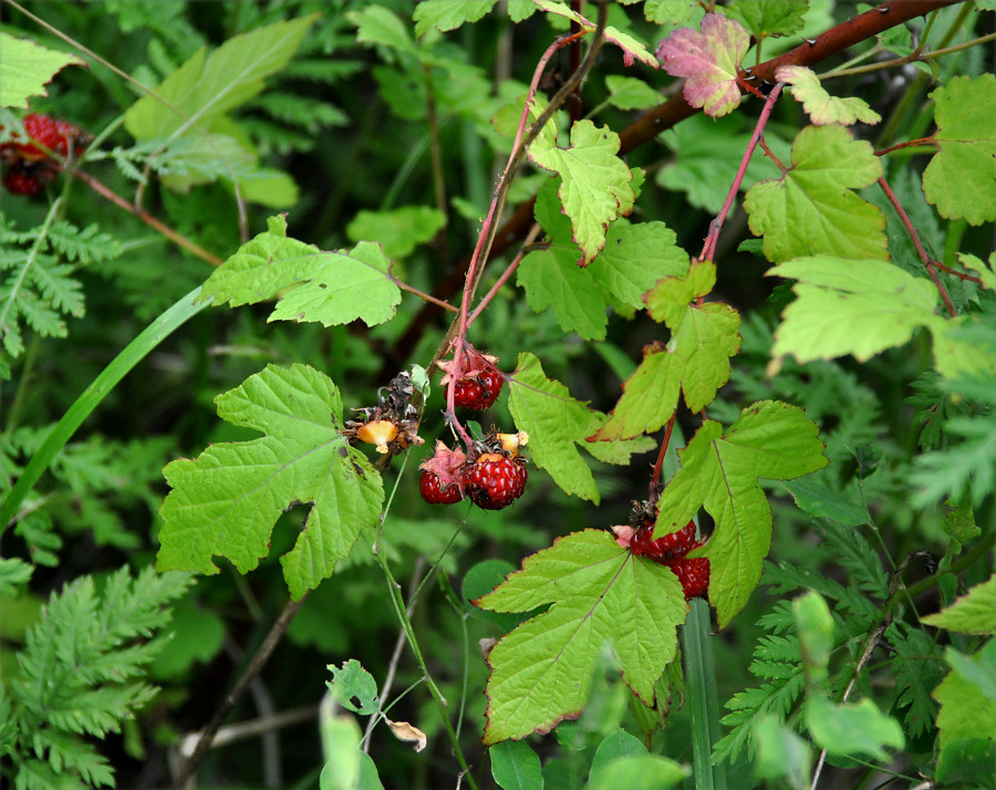 Image of Rubus crataegifolius specimen.