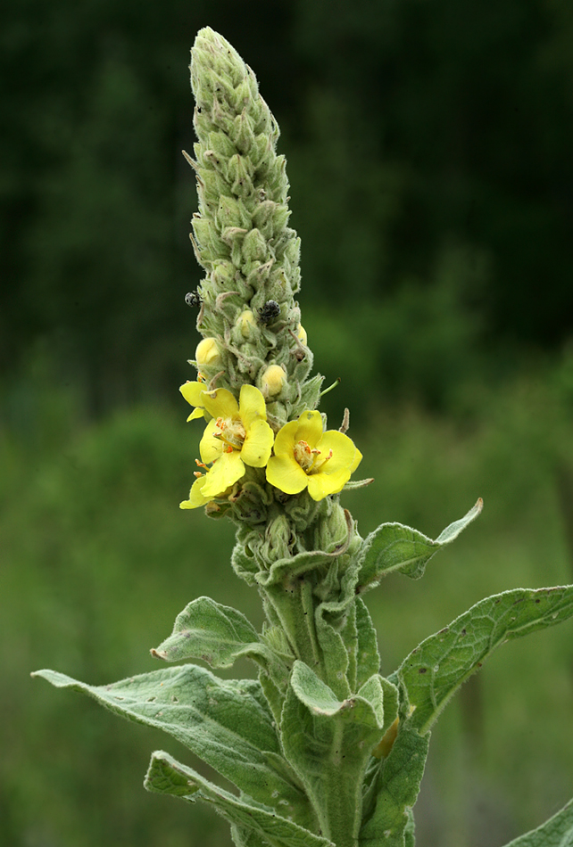 Image of Verbascum thapsus specimen.