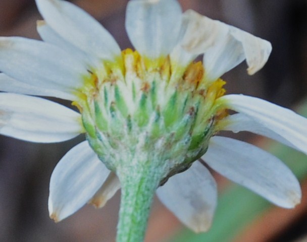 Image of genus Anthemis specimen.