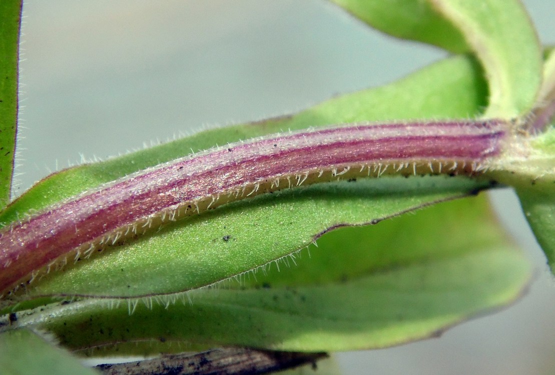 Изображение особи Valerianella locusta.