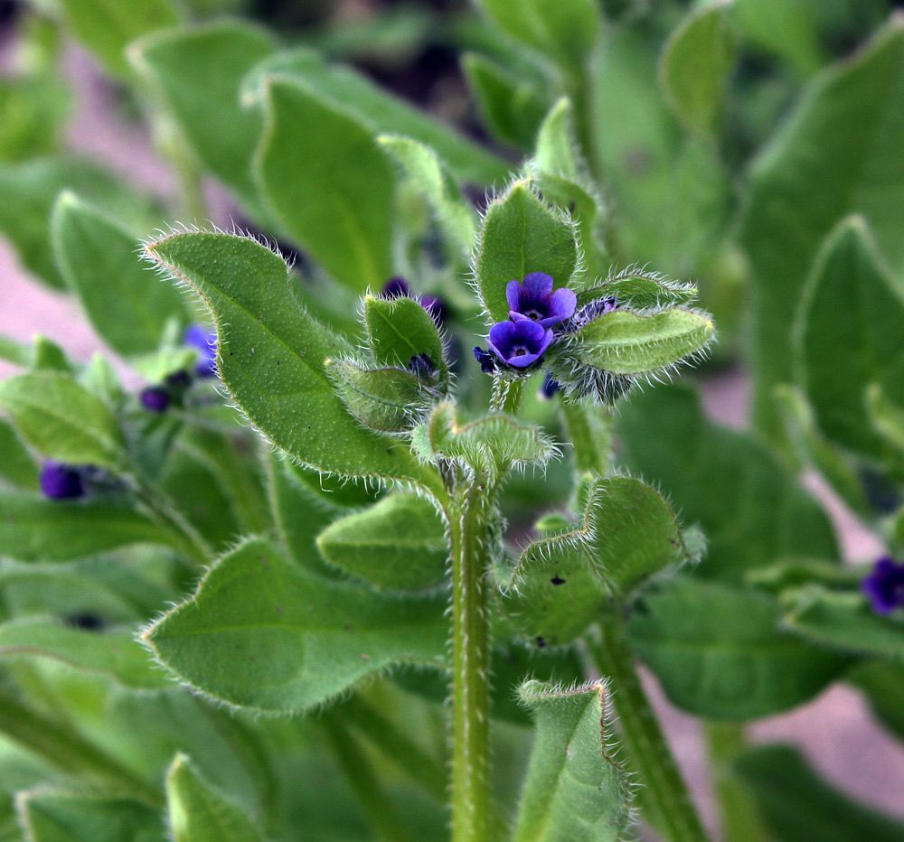 Image of Asperugo procumbens specimen.