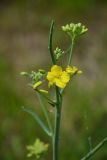 Brassica napus