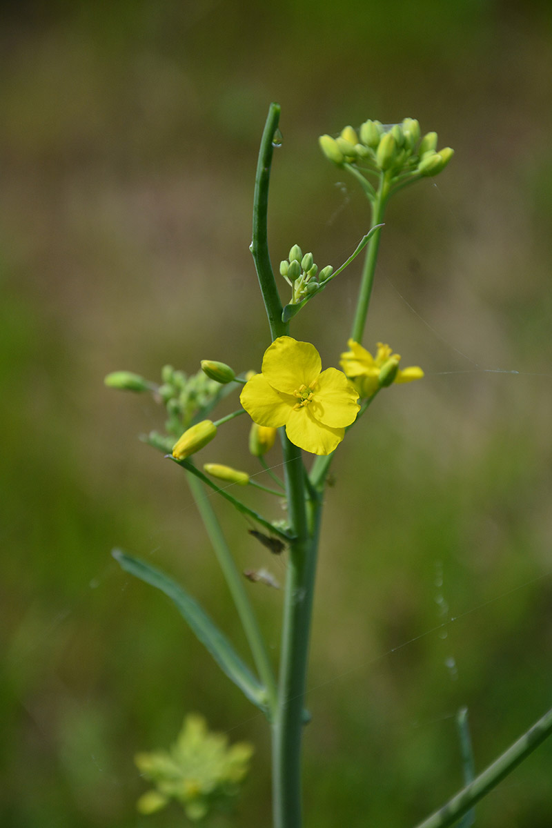 Image of Brassica napus specimen.