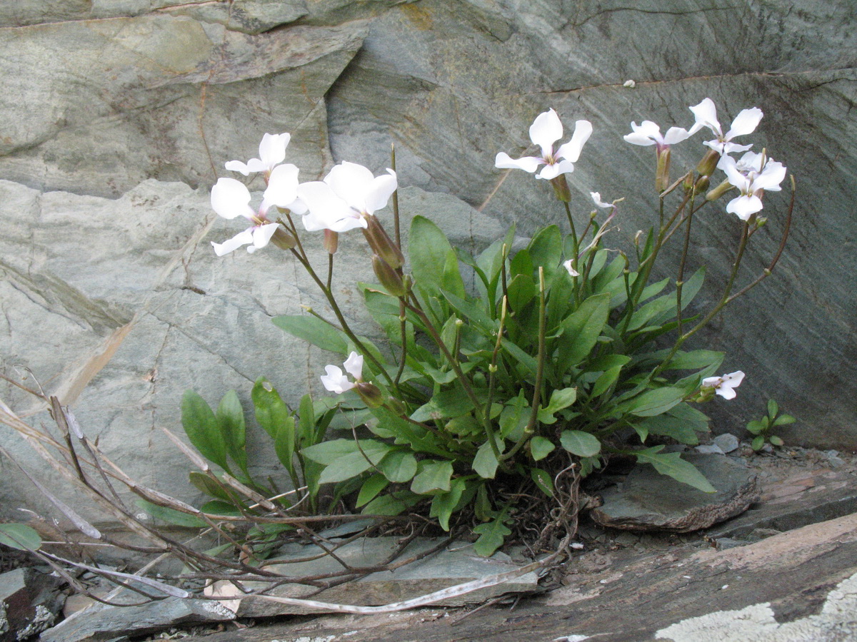 Image of Parrya australis specimen.