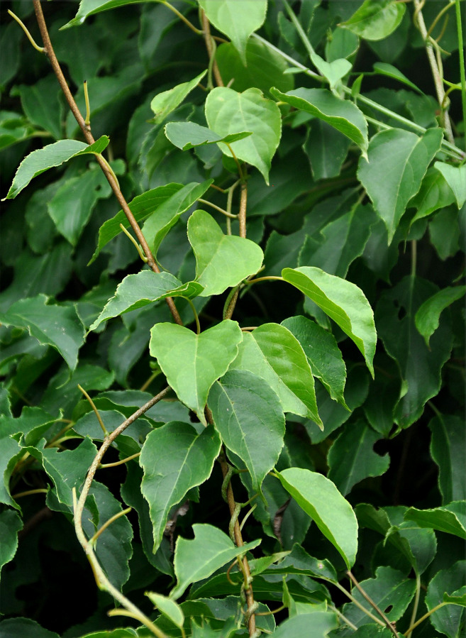 Image of Celastrus orbiculata specimen.