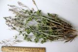 Astragalus androssovianus