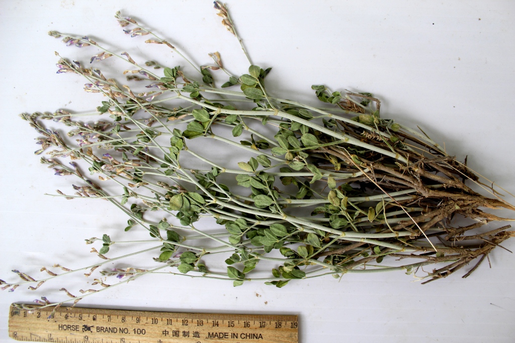 Изображение особи Astragalus androssovianus.