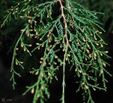 Juniperus